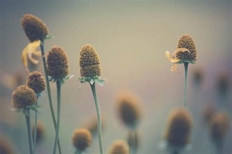 Wallpaper Sunlight Nature Plants Green Morning Pollen Serenity