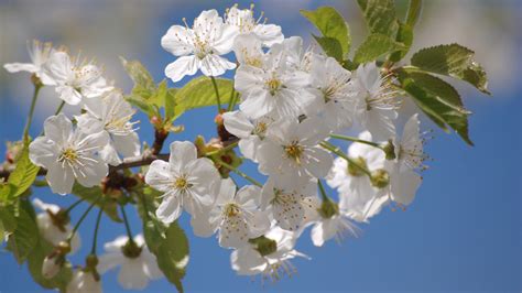 Tapeta Na Monitor Jarní Jaro Květiny Krása Barvy Duhy Obrázky