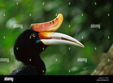 Rhinoceros Hornbill Buceros Rhinoceros Profile Showing Signature Beak