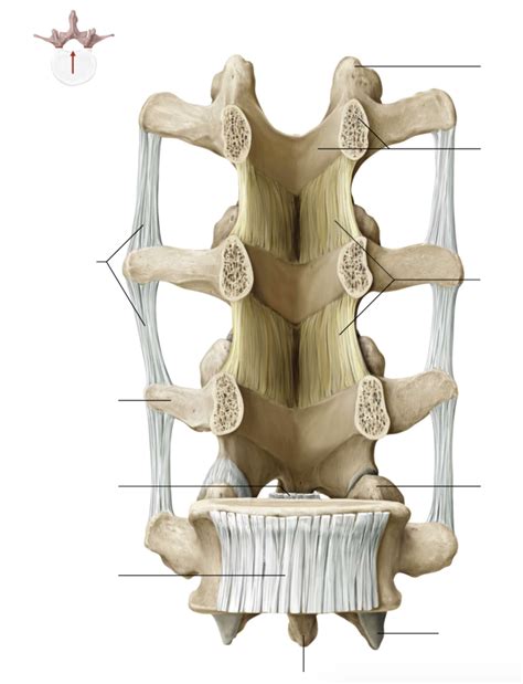 Anterior View Of Ligamenta Flava And Intertransverse Ligaments Anatomy