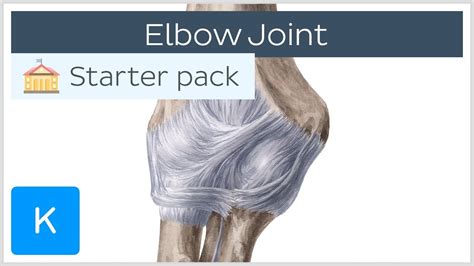 Elbow Joint Bones Muscles Movement Human Anatomy Kenhub YouTube