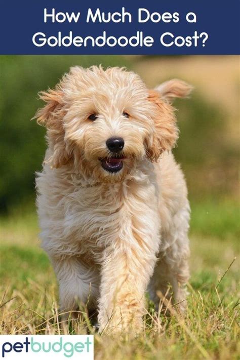 How Much Is A Goldendoodle The Cost Guide With Calculator