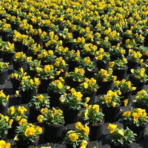 Pansy Matrix Yellow Pansy From Saunders Brothers Inc