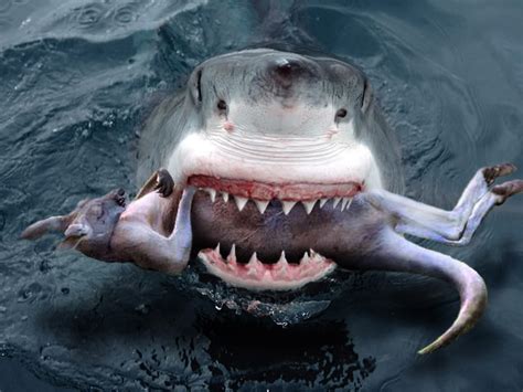 Australias Great White Shark Is Extremely Dапɡeгoᴜѕ The Fishermans