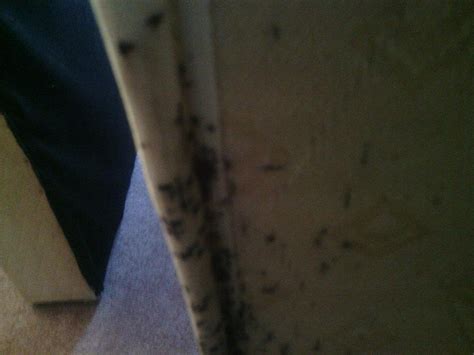 Bed Bugs On An Infested Mattress Seeing Dark Brown Or Red Spots On