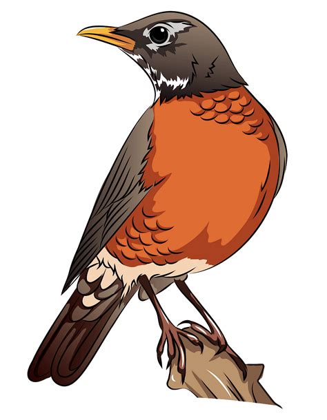 Clipart Robin 10 Free Cliparts Download Images On Clipground 2024