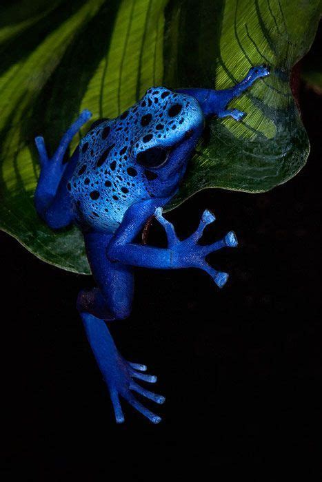 Blue Poison Dart Frog Blue Poison Dart Frog Poison Dart