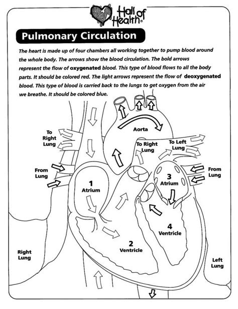 Anatomy is the science that describes the shape and structure of living organisms and their parts. 390 best images about Anatomy on Pinterest