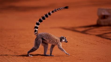 Los 20 Animales Más Fascinantes De África