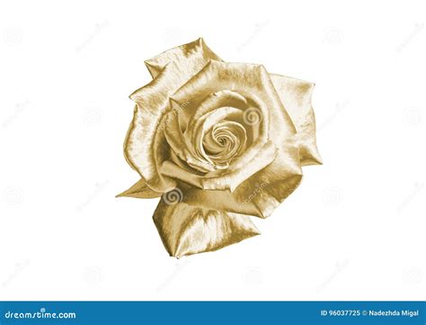 Gold Rose Stock Image Image Of White Background Beautiful 96037725
