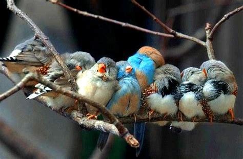 Birdies Of A Feather Snuggling Together Cute Birds Animals Beautiful