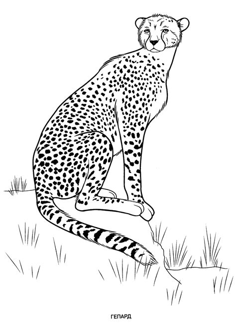 Free Printable Colouring Pages Of Wild Animals ~ Free Wild Animals