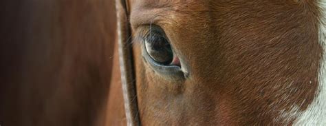 As such, major medical coverages get utilized more than mortality coverage. Full Equine Mortality coverage may be extended to include international transportation to and ...