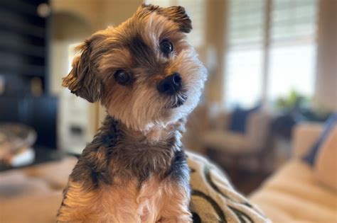 Maltipoo Yorkie Mix Dog Breed Guide Pictures Care And More Pet Keen