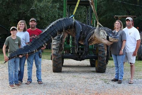 Hunters In South Alabama Capture 1000 Pound 15 Foot Long Alligator