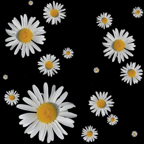 Daisies Black Background Daisy Wallpaper Aesthetic Collage Black