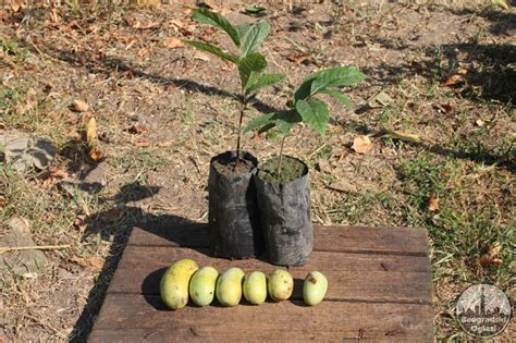 I use banana stump to germinate for trees by cutting the them in to pieces. Asimina triloba - indijanska banana (kontejnirane sadnice ...