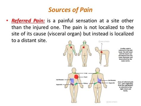 Introduction To Pain Pathology