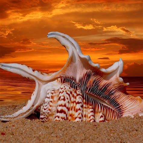 Sea Shell Sea Shells Shell Beach Seashells Photography
