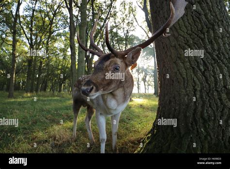 Deer With Antlers Close Up Stock Photo Alamy