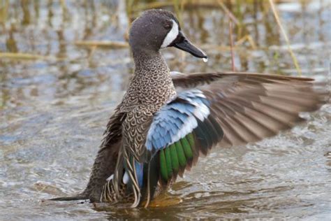 Blue Winged Teal Ducks Purely Poultry Blue Winged Teal Teal Duck Duck