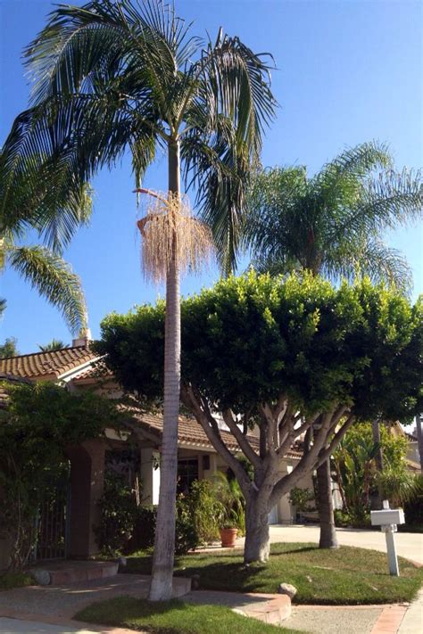 In just a few quick steps you could get rid of that old junker and driving in a new one. Palm tree " King Palm Tree-Orange County, California U.S.A ...