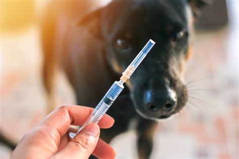 Can I Feed My Dog Between Insulin Shots