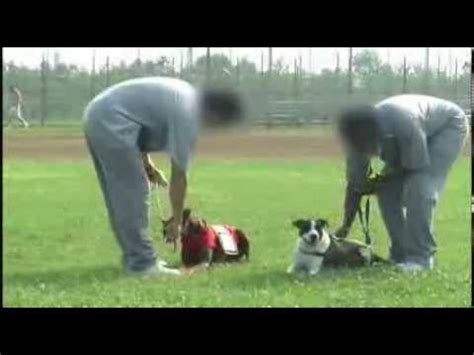 Chubby puppies dalmation pole course payset chubby puppies dog park playset. Staying the Course -- Puppies for Parole training video ...