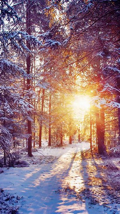 Winter Backgrounds Iphone Themed Trees Forest Sunset