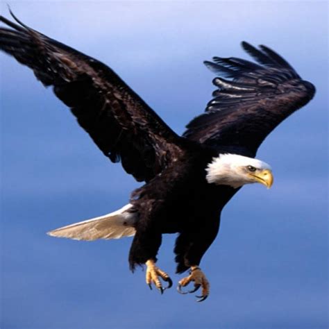 10 Best Flying Eagle Wallpaper Desktop Full Hd 1080p For