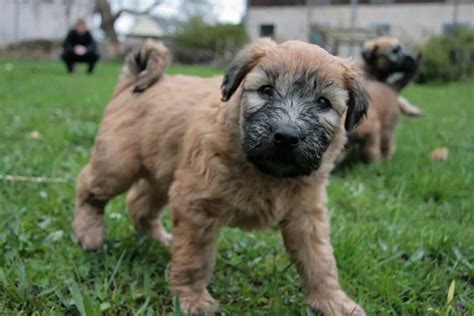 Soft Coated Wheaten Terrier Dog Breeds Facts Advice And Pictures