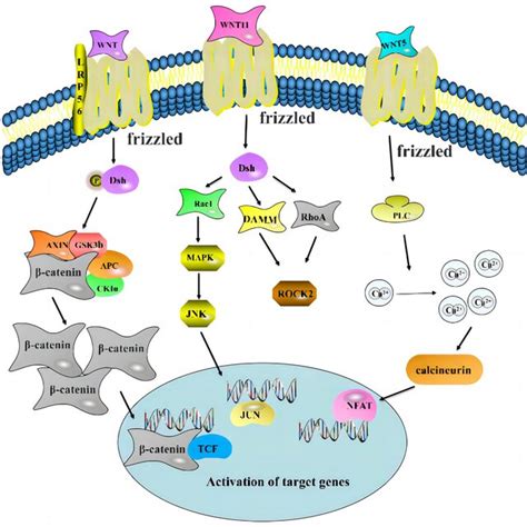 Mechanism Of Regulation Of The Wnt Signaling Pathway Wnt Signaling