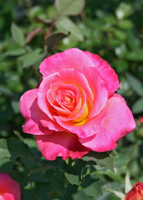 Treat Mom To Knockout Hybrid Tea Roses At Home