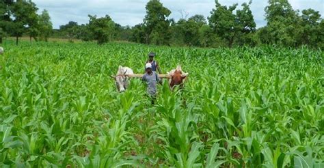 Burkina Faso La Campagne Agricole 2019 2020 Enregistre Une Production