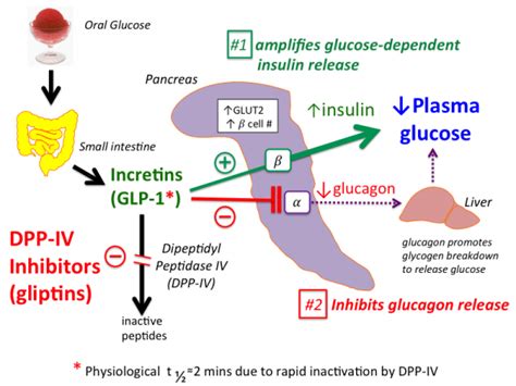 Increases insulin synthesis and release; dpp-4_inhibitors TUSOM 