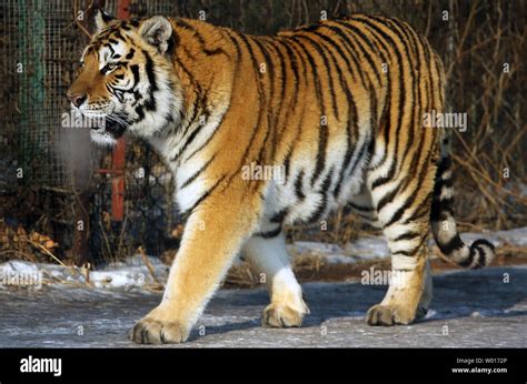 Los Turistas Visitan Y Alimentar A Los Tigres Siberianos En El Parque