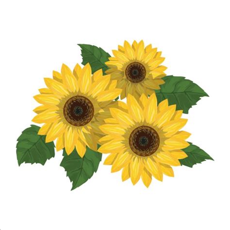 Sunflower With Green Leaves Vector Free Download