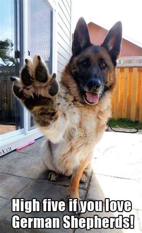 High Five If You Love German Shepherds Funny Animals Dog Breeds