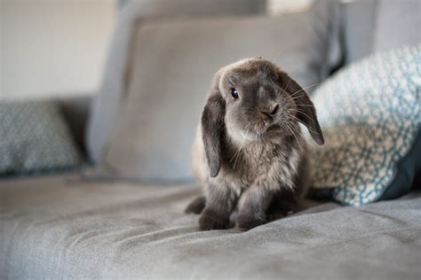 30 Cute Bunny Pictures To Make You Smile — Adorable Bunnies