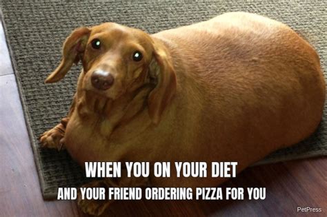 Fat Dog Meme Ai Wuz Wrong Fat Dog Memes