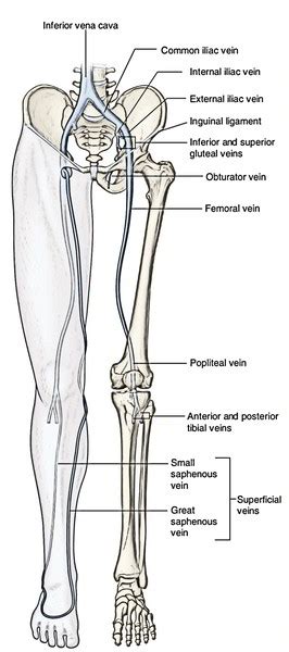 Later lessons will cover each of these bones in further detail. Easy Notes On 【Lower Limb】Learn in Just 4 Minutes!