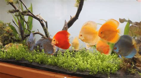 Discus Fish Care A Beginners Guide Share Me