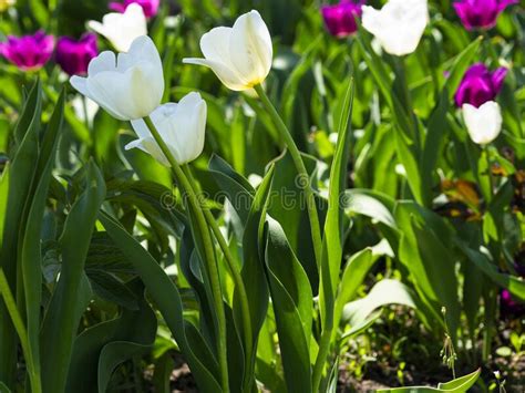 Tulips Are Colorful Spring Flowers On A Sunny Day Stock Image Image
