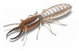 Pictures of Wisconsin Termites
