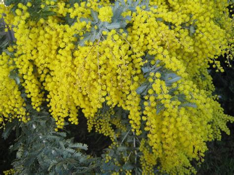 Yellow Plant Australia Native Wattle Golden 12 Inch By 18 Inch