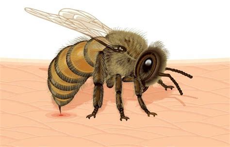 How Do Honey Bees Sting Anatomy Of A Stinger Bee Professor