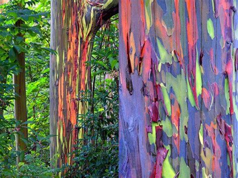 Rainbow Eucalyptus Deglupta 20 Seeds Multi Hued Bark Colorful Tropical