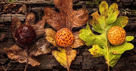 Oak Tree With Spiky Balls Achieve A Good Memoir Diaporama