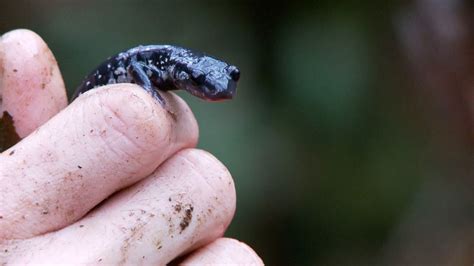 Study Salamander Behavior Changes As Mountain Streams Warm Wmaz Com