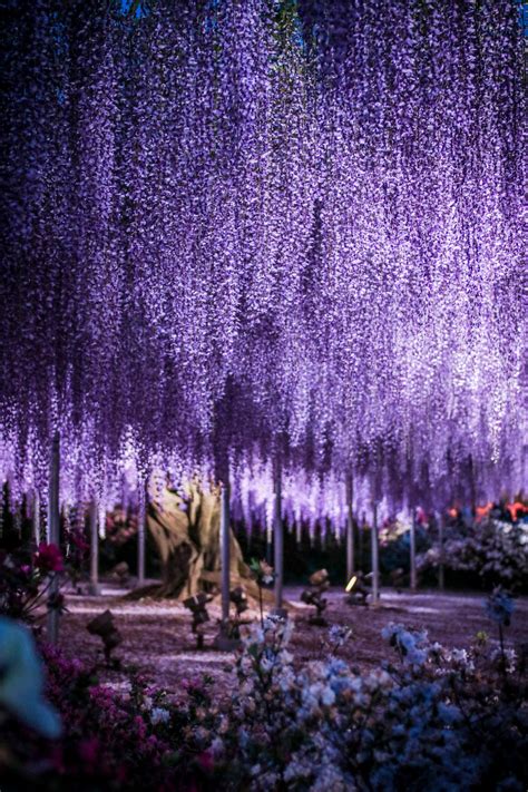 Purple Tree Japan Heyladeg